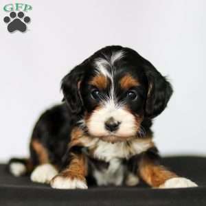 Flora, Cavapoo Puppy